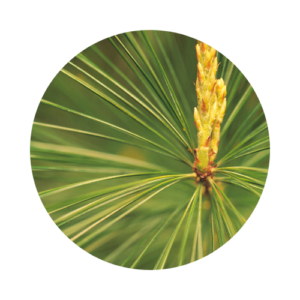Close up of white pine needles