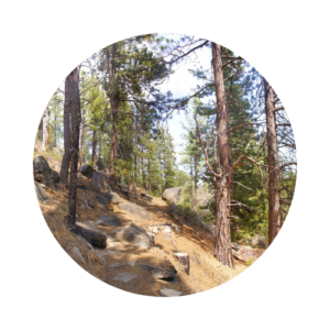 Ponderosa pines on a steep mountainside