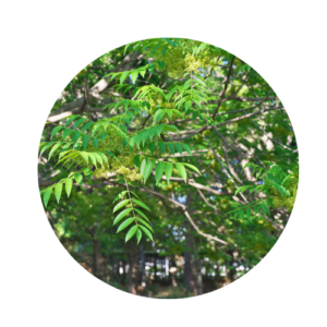 Green sumac leaves