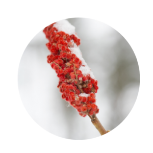 Red sumac cone capped with snow