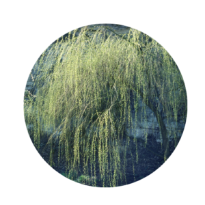 Weeping willow tree