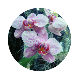 Cluster of pink and white speckled orchids