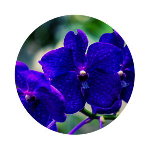 Dark purple orchids
