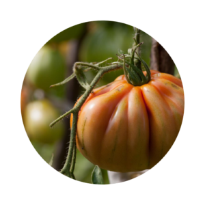Ripening heirloom tomatoes