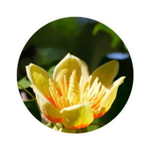 Orange and yellow tulip poplar blossom