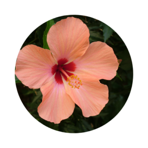 Peach and pink hibiscus flower