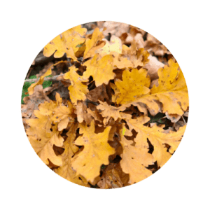 Golden oak leaves