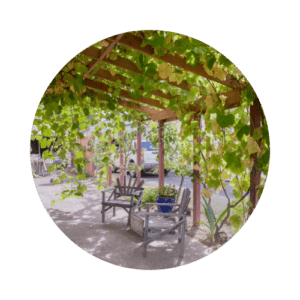 Chairs under a grape arbor