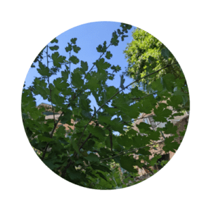 Gooseberry leaves against a blue sky