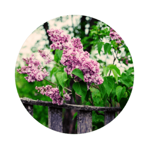 Lilac bush behind a wooden fence