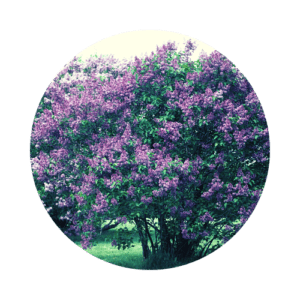 Dark purple lilac bush